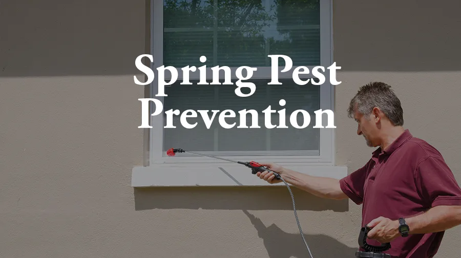 Spring Pest Prevention: When to Spray and Simple Ways to Keep Bugs Out